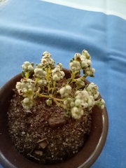 Phylica parviflora