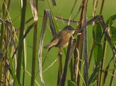 Acrocephalus agricola