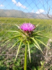 Silybum marianum