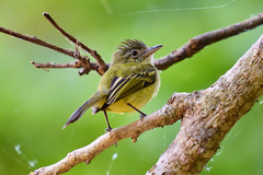 Tolmomyias sulphurescens