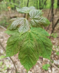 Acer pseudoplatanus