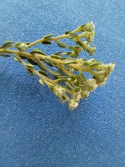 Phylica parviflora