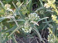 Asclepias mellodora