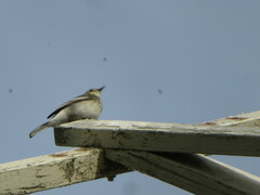 Motacilla alba