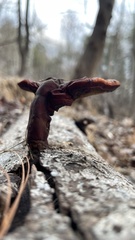 Ganoderma curtisii