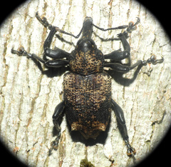 Heilipodus bellicosus