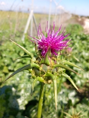 Silybum marianum