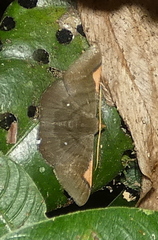 Sphacelodes vulneraria