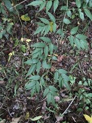 Rubus cardotii