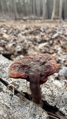 Ganoderma curtisii