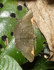 Sphacelodes vulneraria