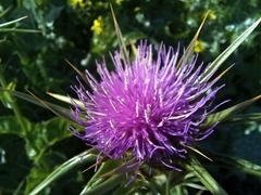 Silybum marianum