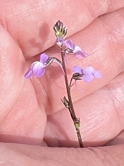 Nuttallanthus canadensis