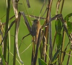 Acrocephalus agricola