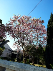 Magnolia × soulangeana