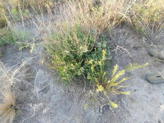 Asclepias mellodora