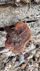 Ganoderma curtisii