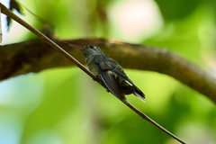 Amazilia tzacatl