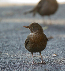 Turdus merula