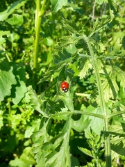Coccinella septempunctata