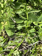 Nuttallanthus canadensis