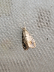 Evergestis rimosalis