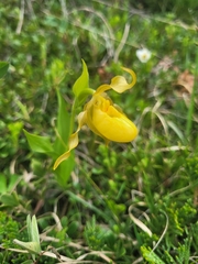 Cypripedium parviflorum