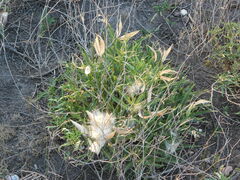 Asclepias mellodora
