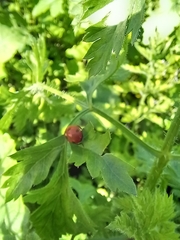 Coccinella septempunctata