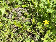 Nuttallanthus canadensis