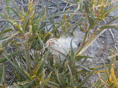 Asclepias mellodora