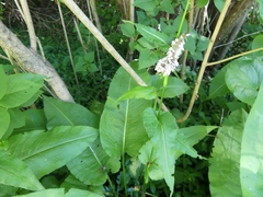 Bistorta officinalis