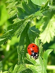 Coccinella septempunctata