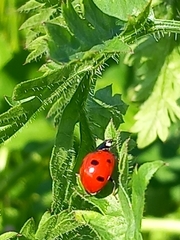 Coccinella septempunctata