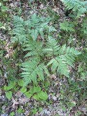 Pteridium aquilinum
