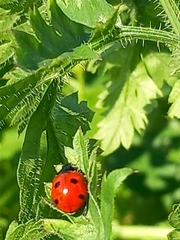 Coccinella septempunctata