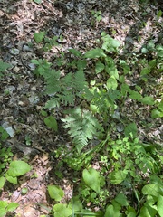 Pteridium aquilinum