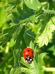 Coccinella septempunctata