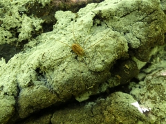 Rilaena triangularis