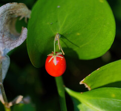 Ruscus