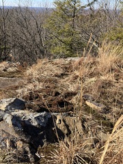 Schizachyrium scoparium