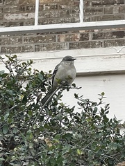 Mimus polyglottos
