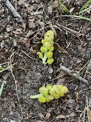 Liquidambar styraciflua