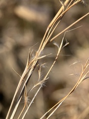 Schizachyrium scoparium