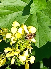 Eristalinus taeniops