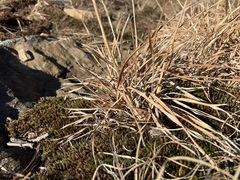 Schizachyrium scoparium