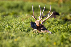 Blastocerus dichotomus