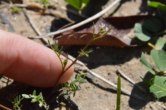 Planodes virginicum