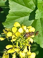 Eristalinus taeniops