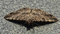 Pandesmini